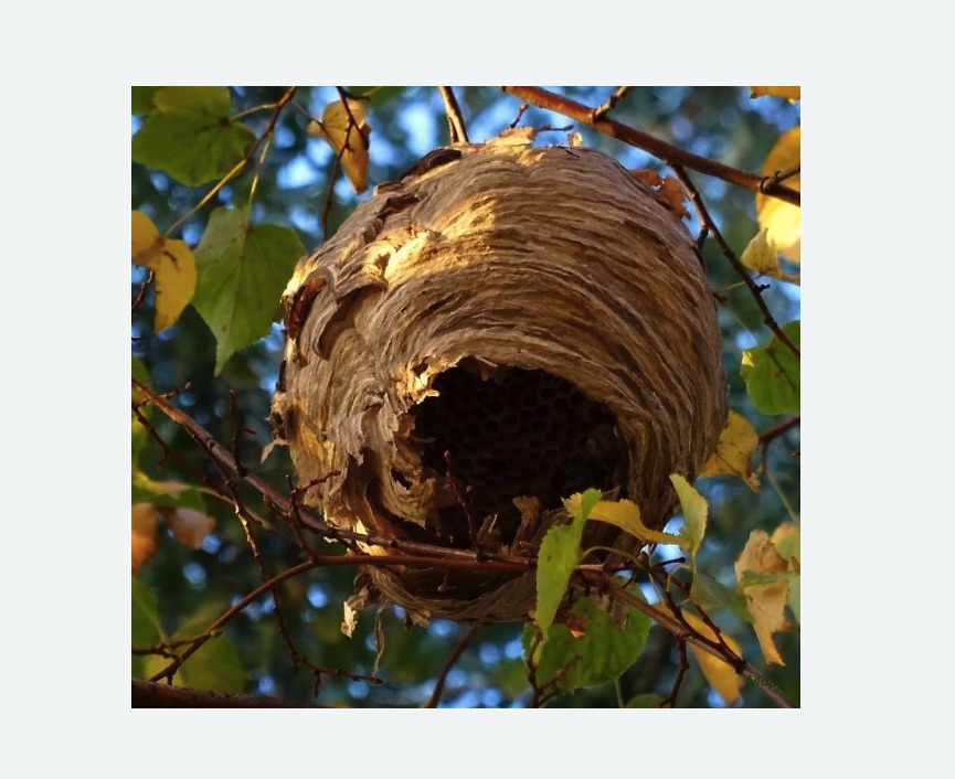 Обработка от шершней в Ясенево города Москвы