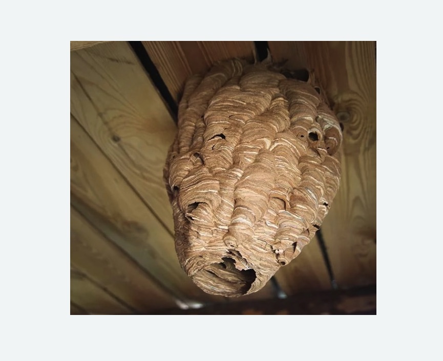 обработка от шершней в Ясенево города Москвы