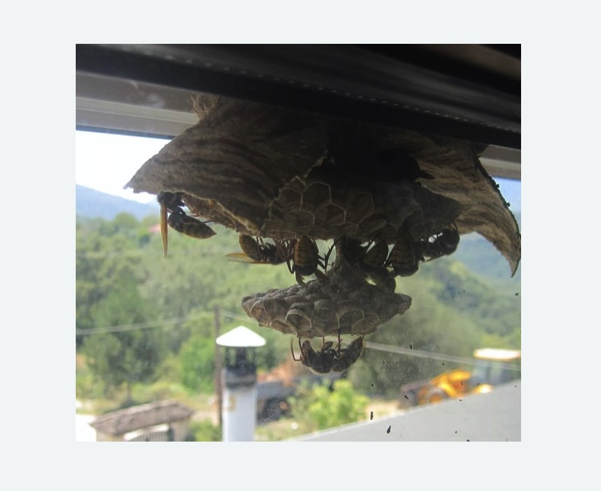 Уничтожение гнёзд шершней в Ясенево города Москвы