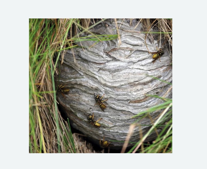 Уничтожение ос и ульев в Ясенево города Москвы